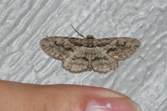 Iridopsis pergracilis