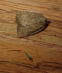 Authaemon stenonipha