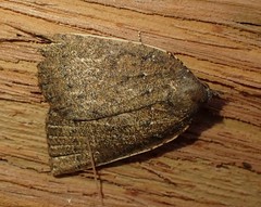 Authaemon stenonipha