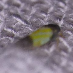 Erythridula bitincta