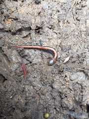 Plethodon dorsalis