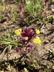 Triphysaria eriantha