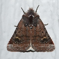 Eucoptocnemis fimbriaris