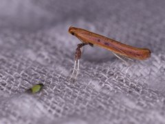 Erythridula bitincta