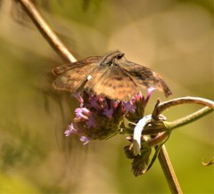 Theagenes dichrous