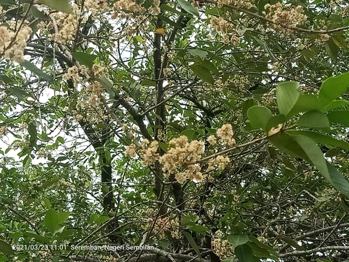 indian bay leaf (Syzygium polyanthum)
