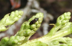 Melandryidae