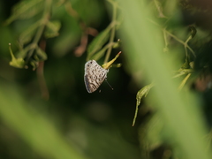 Leptotes cassius cassius