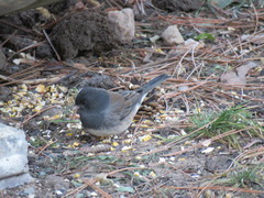 Junco hyemalis cismontanus