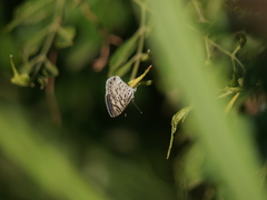 Leptotes cassius cassius