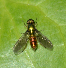 Sargus viridis