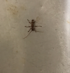 Linsleyonides portoricensis