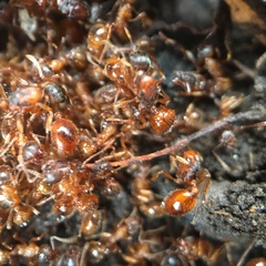 Myrmica rubra