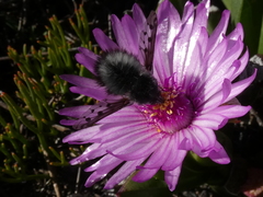 Australoechus megaspilus