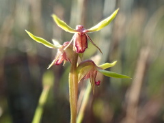 Genoplesium ciliatum