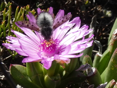 Australoechus megaspilus