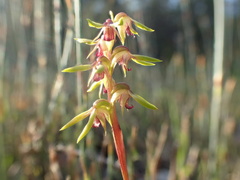 Genoplesium ciliatum
