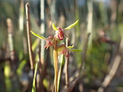 Genoplesium ciliatum
