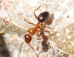 Formica manni