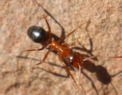 Formica manni