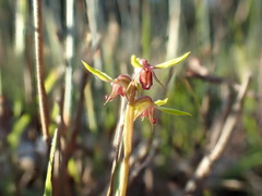 Genoplesium ciliatum