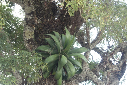 Agave atrovirens