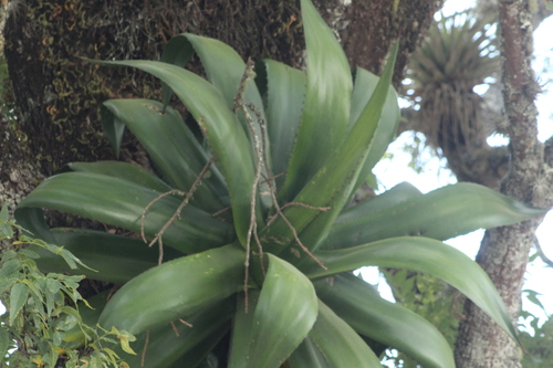Agave atrovirens