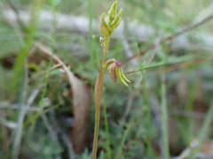 Genoplesium ciliatum