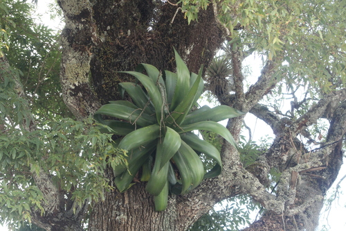 Agave atrovirens