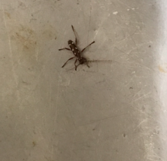 Linsleyonides portoricensis