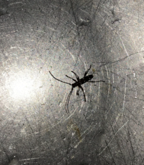 Linsleyonides portoricensis