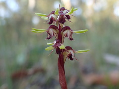 Genoplesium ciliatum