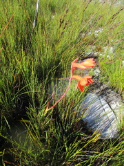 Watsonia schlechteri