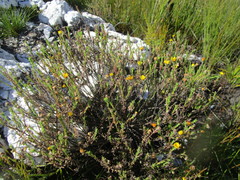 Ursinia trifida