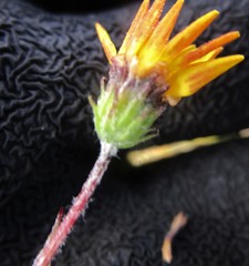 Ursinia trifida