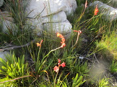 Watsonia schlechteri