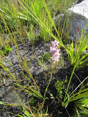 Brownleea recurvata