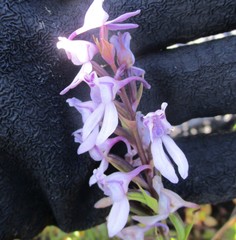 Brownleea recurvata