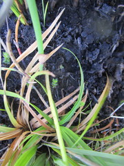 Brownleea recurvata