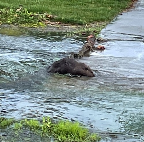 American Beaver photographed in California