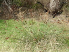 Juncus acutus acutus