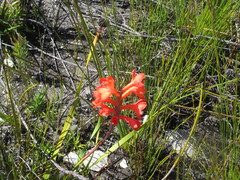 Watsonia schlechteri