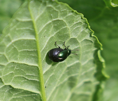 Gastrophysa cyanea