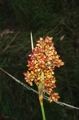 Juncus acutus acutus