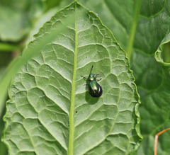 Gastrophysa cyanea