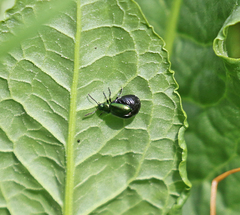 Gastrophysa cyanea