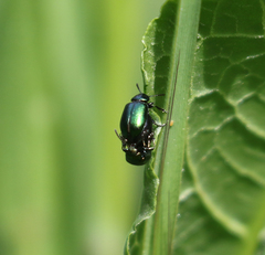 Gastrophysa cyanea