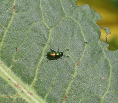 Gastrophysa cyanea