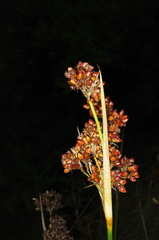 Juncus acutus acutus