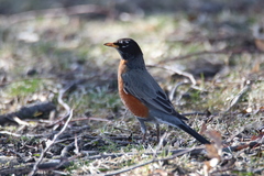 Turdus migratorius